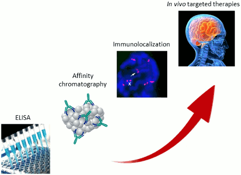 Nanofitins applications (ELISA, affinity chromatography, immunolocalization, in vivo neutralization) Nanofitins applications (ELISA, affinity chromatography, immunolocalization, in vivo neutralization)
